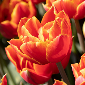 Lalele Bonanza (Tulips Bonanza), bulbi lalele, flori galben, rosu