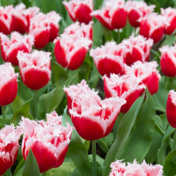 Lalele Canasta (Tulips Canasta), bulbi lalele, flori alb, rosu - Img 2