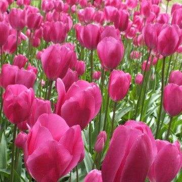 Lalele Don Quichotte (Tulips Don Quichotte), bulbi lalele, flori rosu - Img 2