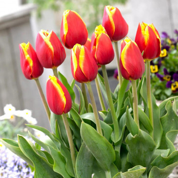 Lalele Dow Jones (Tulips Dow Jones), bulbi lalele, flori galben, rosu