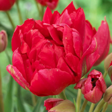 Lalele Estatic (Tulips Estatic), bulbi lalele, flori rosu