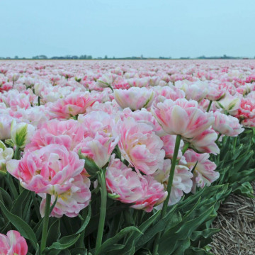 Lalele Finola (Tulips Finola), bulbi lalele, flori alb, roz - Img 5
