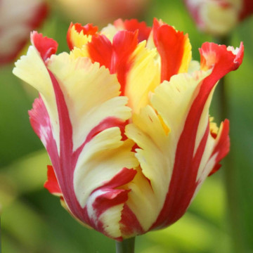 Lalele Flaming Parrot (Tulips Flaming Parrot), bulbi lalele, flori galbene - rosu