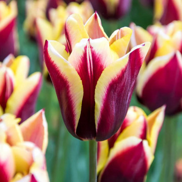 Lalele Gavota (Tulips Gavota), bulbi lalele, flori galbene, rosu