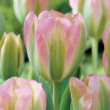 Lalele Groenland (Tulips Groenland), bulbi lalele, flori roz, verde