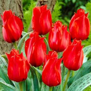 Lalele Julius Caesar (Tulips Julius Caesar), bulbi lalele, flori rosu - Img 2
