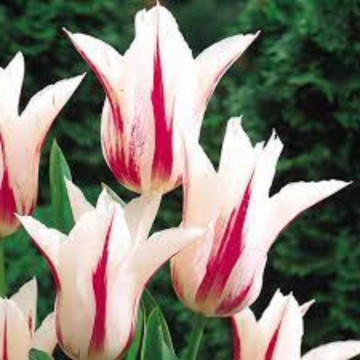Lalele Marilyn (Tulips Marilyn), bulbi lalele, flori alb, rosu
