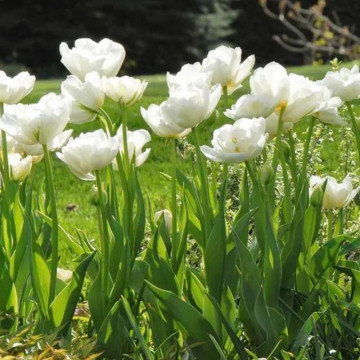 Lalele Mount tacoma (Tulips Mount tacoma), bulbi lalele, flori alb - Img 3