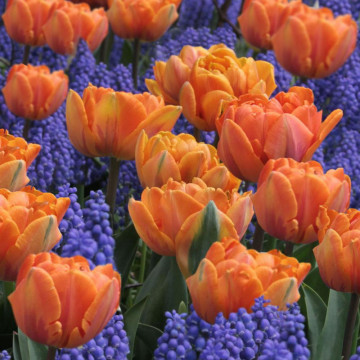 Lalele Orange Princess (Tulips Orange Princess), bulbi lalele, flori portocaliu - Img 2