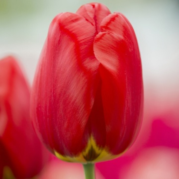 Lalele Parade (Tulips Parade), bulbi lalele, flori rosu
