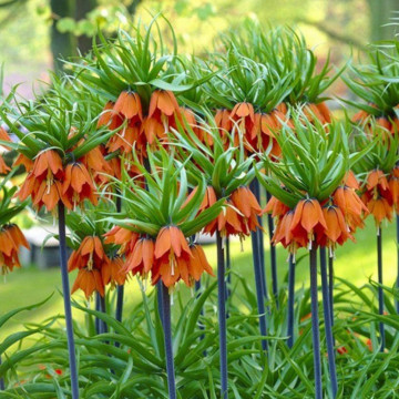Lalele regale portocalii (Fritillaria Aurora imperialis), bulbi lalele, flori portocaliu - Img 2