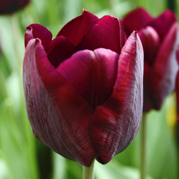 Lalele Ronaldo (Tulips Ronaldo), bulbi lalele, flori rosu