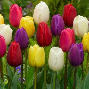 Lalele Triumph Mix (Tulips Triumph Mix), bulbi lalele, flori multicolor