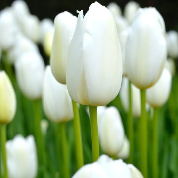 Lalele White Flag (Tulips White Flag), bulbi lalele, flori alb - Img 2