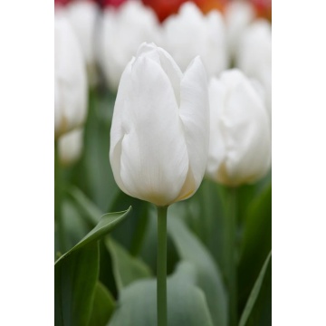 Lalele White Prince (Tulips White Prince)