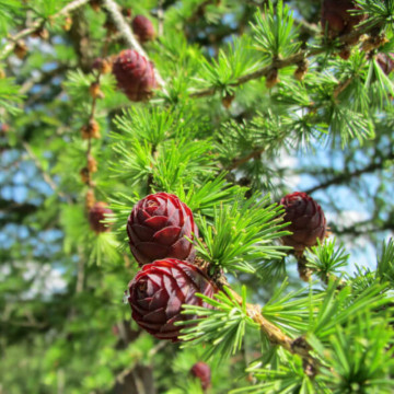 Larice, Zada (Larix decidua), planta ornamentala - Img 2