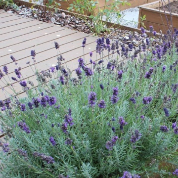 Lavandula angustifolia Valence Dark Violet, vesnic verde, planta perena, planta parfumata - Img 2