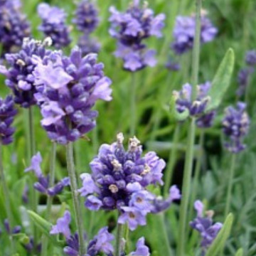 Lavandula blue scent early syngablust, planta perena, planta melifera, planta aromatica - Img 2
