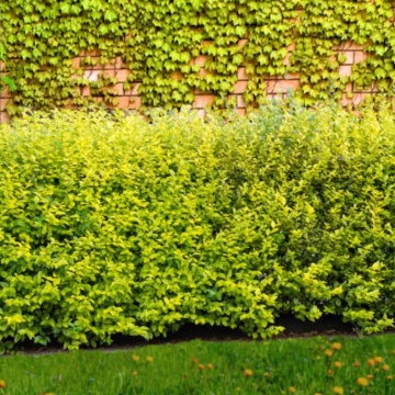 Lemn cainesc galben (Ligustrum ovalifolium Aureum) 40-60 cm - Img 2