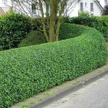 Lemn cainesc (Ligustrum ovalifolium) 15-30 cm