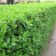 Lemn cainesc (Ligustrum ovalifolium) 30-50 cm, planta gard viu, vesnic verde