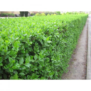 Lemn cainesc (Ligustrum ovalifolium) 30-50 cm, planta gard viu, vesnic verde - Img 3