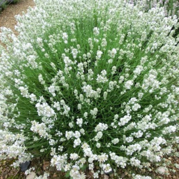 Levantica alba (Lavandula ang. Arctic snow), vesnic verde, planta ornamentala, planta melifera - Img 2