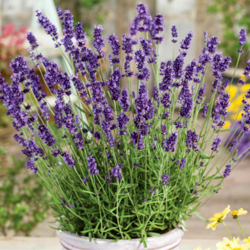 Levantica (Lavandula ang. Hidcote blue strain) ghiveci 2l, planta perena, planta melifera, planta aromatica - Img 3