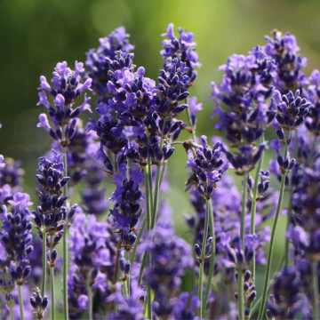 Levantica (Lavandula int Phenomenal), vesnic verde, planta perena, planta melifera - Img 2
