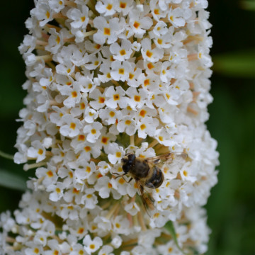 Liliac de vara alb (Buddleja dav. White Profusion), planta gard viu, arbust ornamental, planta melifera - Img 2