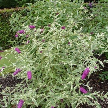 Liliac de vara (Buddleja dav. Harlequin), planta gard viu, arbust ornamental, planta melifera - Img 2