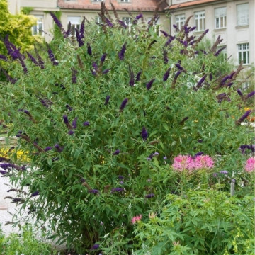 Liliac de vara mov inchis (Buddleja dav. Black Knight) ghiveci 2l, planta gard viu, arbust ornamental, planta melifera - Img 2