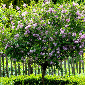Liliac frantuzesc (Syringa vulg. Katherine Havemeyer), arbust ornamental, planta melifera, planta parfumata - Img 3
