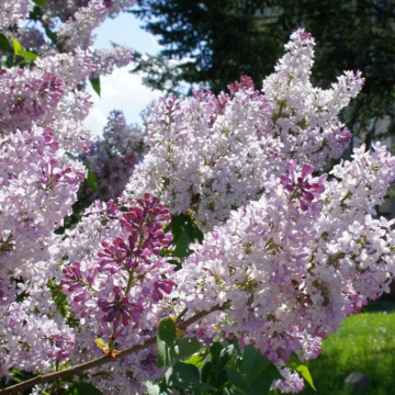 Liliac Krasavica (Syringa v. Krasavica M.), arbust ornamental, planta melifera, planta parfumata