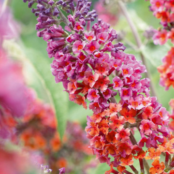 Liliac multicolor (Buddleja dav. Flower Power), planta gard viu, arbust ornamental, gradina japoneza - Img 3