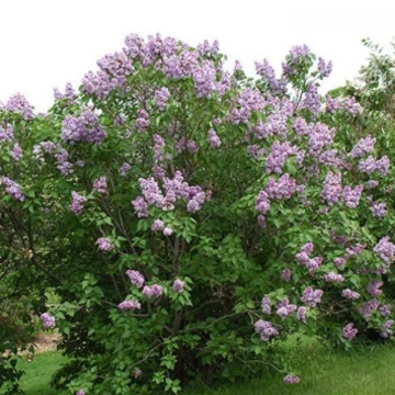 Liliac (Syringa vulgaris) - Img 2