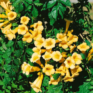 Luleaua turcului galbena (Campsis rad. 'Flava'), planta cataratoare, flori galbene - Img 3