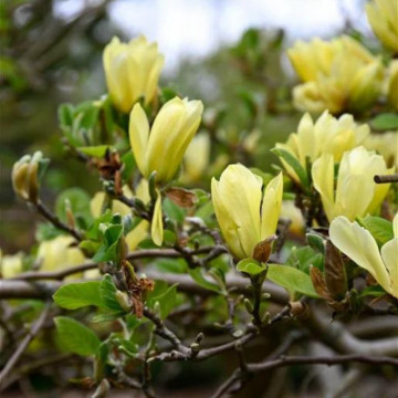 Magnolia galbena ( Magnolia butterflies), arbore ornamental, planta parfumata, flori galbene