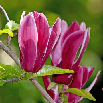 Magnolia mov (Magnolia liliflora Nigra), arbust ornamental, flori mov, rosu - Img 1