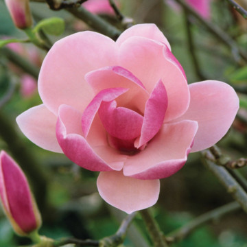 Magnolia rustica rubra (Magnolia sou. Rustica Rubra), arbore ornamental, planta parfumata, flori rosu, roz - Img 3