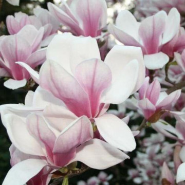Magnolia Speciosa (Magnolia sou. Speciosa), planta ornamentala, flori alb, roz - Img 2