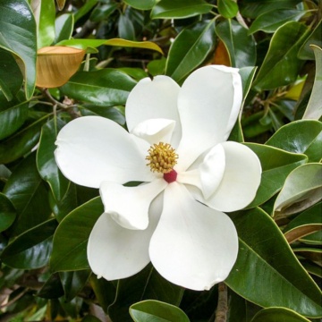 Magnolie vesnic verde (Magnolia grandiflora Galissonnière) 20 cm, arbore ornamental, planta melifera, planta parfumata