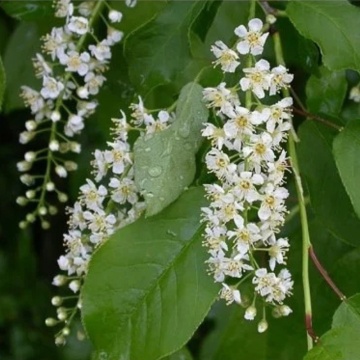 Malin (Prunus padus), pom fructifer, flori alb - Img 2