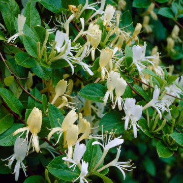 Mana Maicii Domnului (Lonicera japonica Halliana), planta gard viu, vesnic verde, gradina japoneza - Img 2