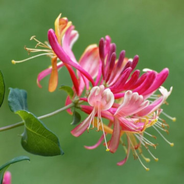 Mana Maicii Domnului rosie (Lonicera japonica American Beauty), planta gard viu, planta cataratoare, gradina japoneza