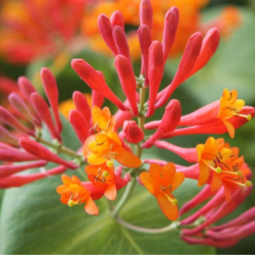 Mana Maicii Domnului rosie (Lonicera x br. Dropmore scarlet), planta gard viu, planta cataratoare, gradina japoneza - Img 2