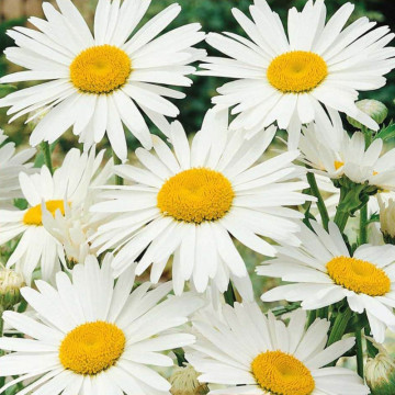 Margarete (Leucanthemum Maximum Silver Princess) ghiveci 2 l, planta perena, planta parfumata, flori alb