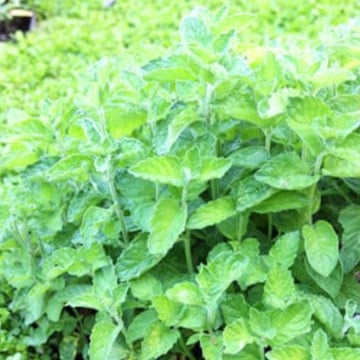 Menta ananas (Mentha Pineapple mint), planta perena, planta aromatica, planta medicinala - Img 3