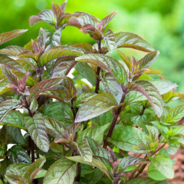 Menta chocolate (Mentha piperita Chocolate), planta perena, planta aromatica, planta medicinala