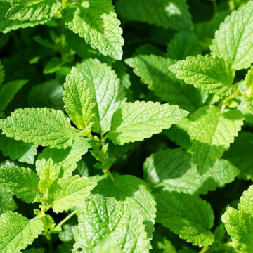 Menta (Mentha arvensis Strawberry Mint), planta perena, planta aromatica - Img 2